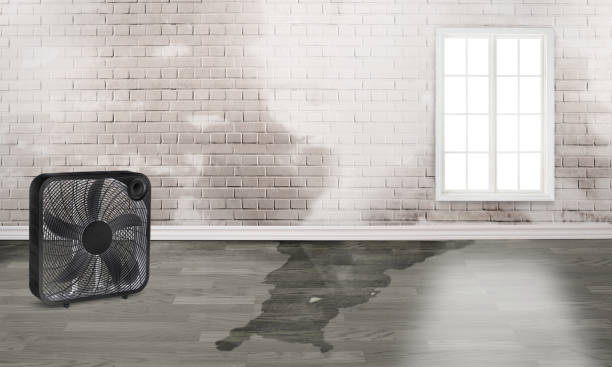 Best Mold removal after water damage  in Wayne Heights, PA